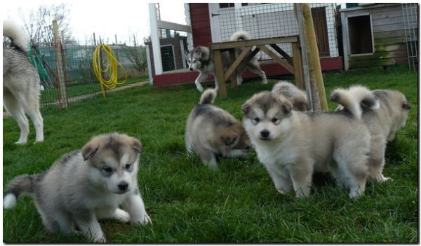 E Wurf 5 Woche 183.jpg